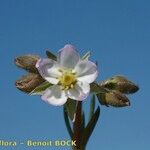 Spergula nicaeensis Flower