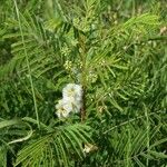 Acacia angustissima Hábito