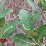 Mascarenhasia arborescens Hoja
