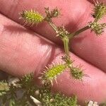 Caucalis platycarpos Fruit