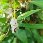 Anthurium scandens Fruto