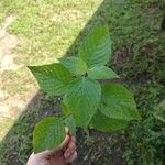 Ruellia blechum Blad