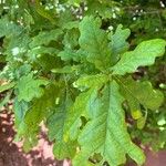 Quercus × rosacea Hoja