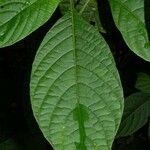 Ruellia tubiflora Frunză