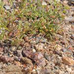 Eriogonum thomasii Habitus