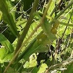 Crepis pulchra Feuille