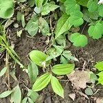 Claytonia caroliniana Floro