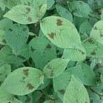 Persicaria virginiana Hoja