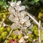 Alyssum alyssoides Vrucht