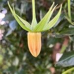 Canarina canariensis Õis