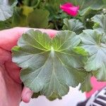 Pelargonium × hybridumFolla