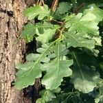 Quercus macrocarpa Blatt