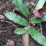 Aristolochia maxima Habit