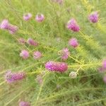 Dalea purpurea Blomst