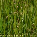 Hierochloe odorata 花
