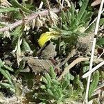 Ajuga chamaepitys Lorea