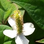Houttuynia cordata Λουλούδι