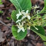 Holarrhena pubescens Blomma