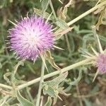 Centaurea ibericaFlower