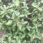 Shepherdia canadensis List