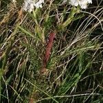 Achillea setacea Цвят