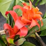 Guzmania spp. Συνήθη χαρακτηριστικά