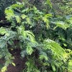 Cephalotaxus fortunei Leaf