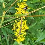 Senecio ovatusFlor