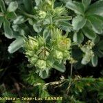 Potentilla valderia Flower