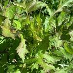 Lactuca biennis Leaf