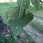 Populus nigra Folha