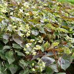 Epimedium alpinum Flors