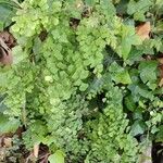 Adiantum capillus-venerisЛіст