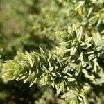 Juniperus drupacea পাতা