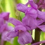 Gymnadenia borealis Flor