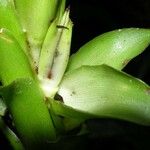 Pitcairnia atrorubens Casca