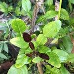 Citrus hystrix Blatt