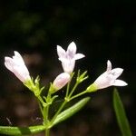 Houstonia longifolia Kvet