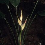 Heliconia lourteigiae Flor