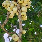 Syzygium moorei Fruit