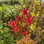 Leucadendron salignumBlatt