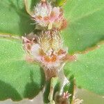 Euphorbia thymifolia