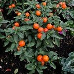 Solanum pseudocapsicum 形態