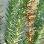 Euphorbia paralias Leaf