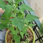 Chenopodium ficifolium Leaf