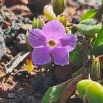 Campylanthus glaber Kvet