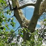 Vachellia xanthophloea Bark