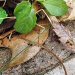 Pyrola elliptica Foglia