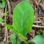 Solidago flexicaulis Folla