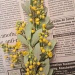 Berberis aristata Flower